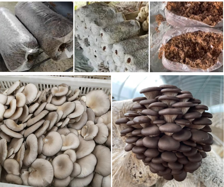 oyster-mushroom_09.jpg