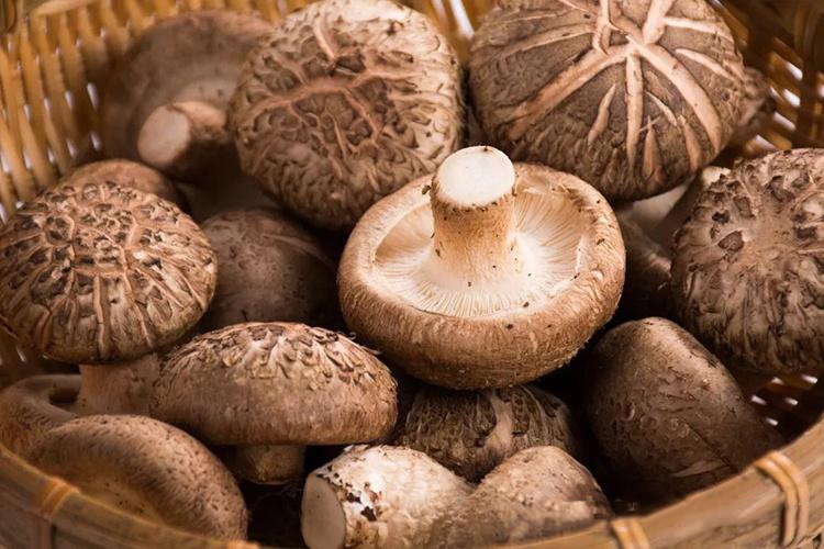 Nutritional Value of Mushrooms