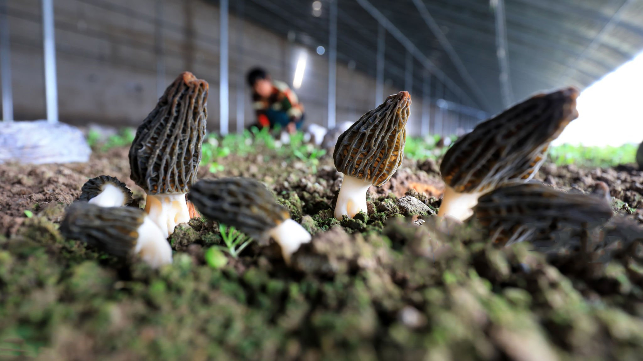 Key Considerations and Soil Preparation for Morel Cultivation