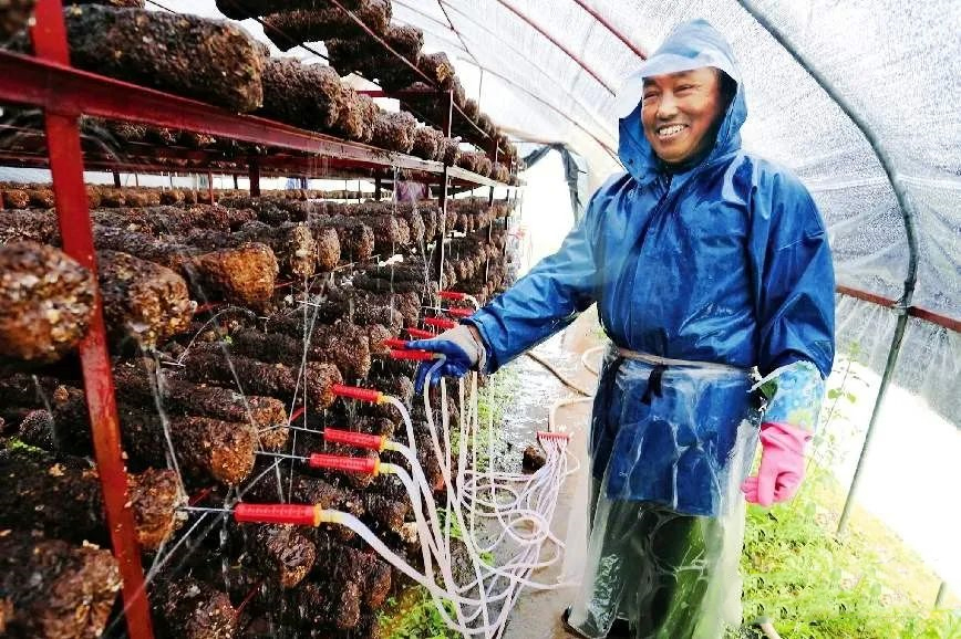 Water Injection for Shiitake Mushroom Cultivation Logs