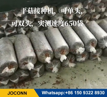 oyster mushroom Solid spawn inoculation machine