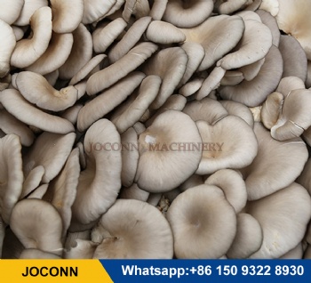 oyster mushroom Solid spawn inoculation machine